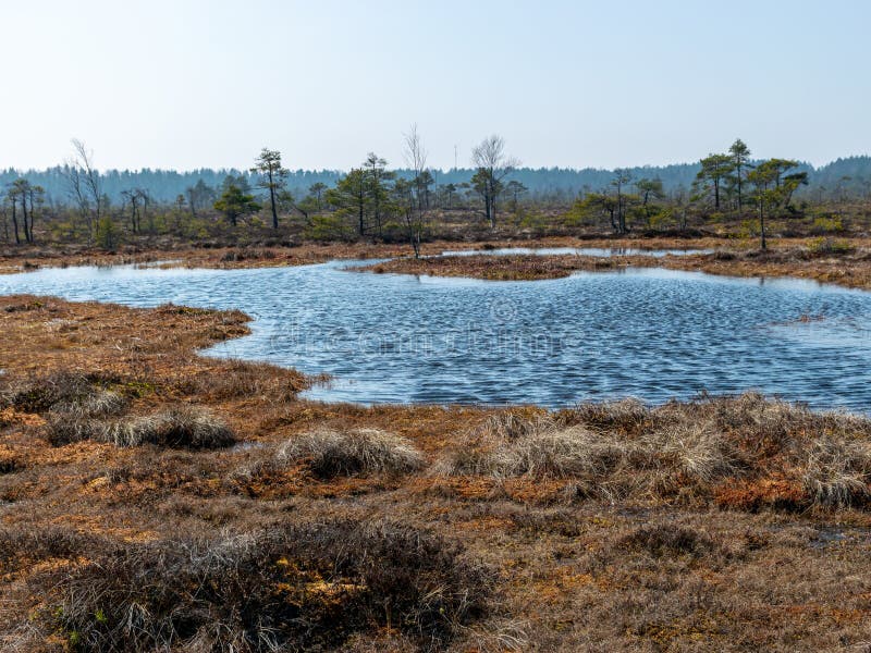 Enkla träskmarker med träskgräs och gräs i förgrunden, små trädamm och träsktråd royaltyfri fotografi Enkla träskmarker med träskgräs och gräs i förgrunden, små trädamm och träsktråd royaltyfri fotografi
