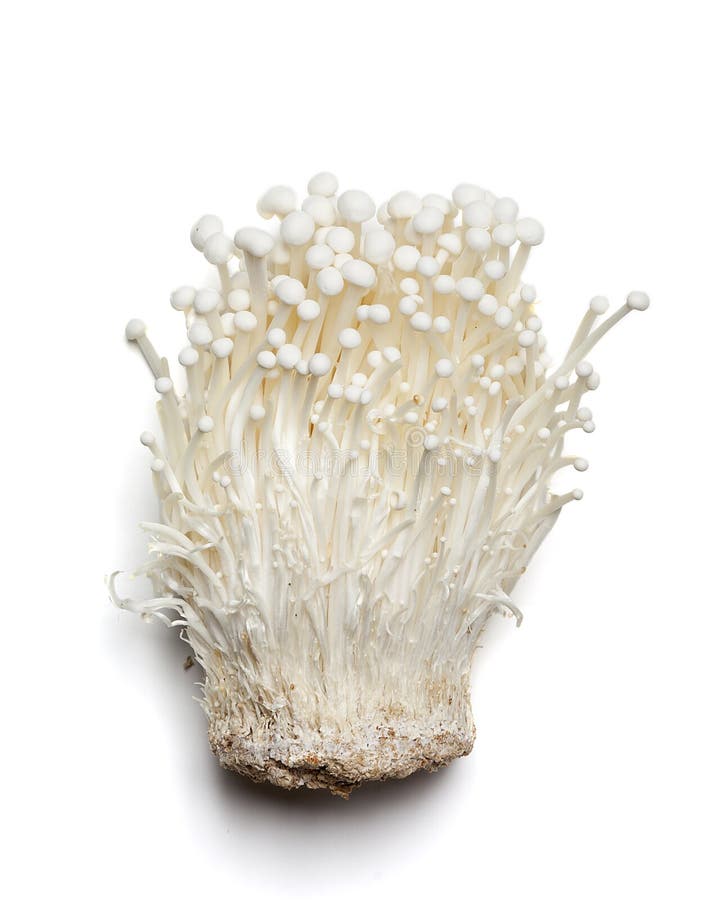 Enoki Mushroom on white. Usefull as food ingredient