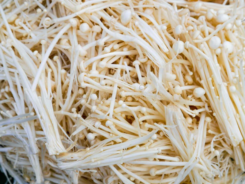 Enoki Mushroom or Golden Mushroom Stock Image Image of food, natural