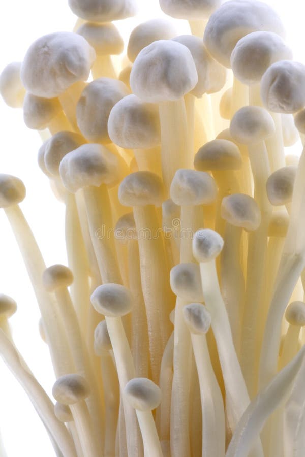 Isolated macro Image of Enoki (Oyster) Mushrooms.