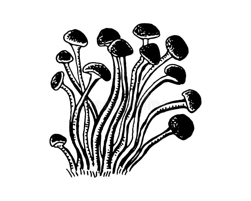 Enokitake Mushroom Hand Drawn Vector Illustration. Sketch Drawing Stock ...