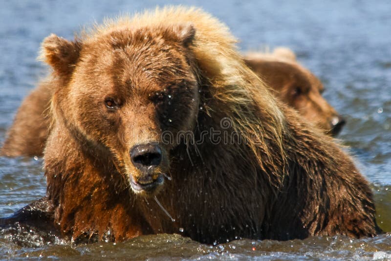 Enorm Alaska brunbjörnmoder och gröngöling fotografering för bildbyråer Enorm Alaska brunbjörnmoder och gröngöling fotografering för bildbyråer