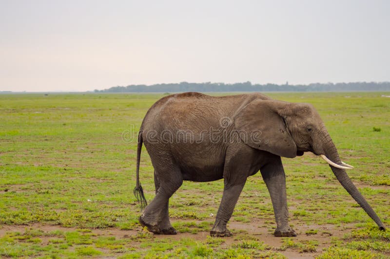 Enorm elefant på slingan i savannahen av Amboseli royaltyfria foton Enorm elefant på slingan i savannahen av Amboseli royaltyfria foton
