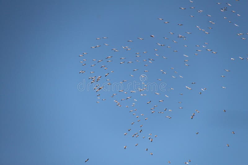 Enorm flock av fåglar för vita pelikan royaltyfri foto Enorm flock av fåglar för vita pelikan royaltyfri foto