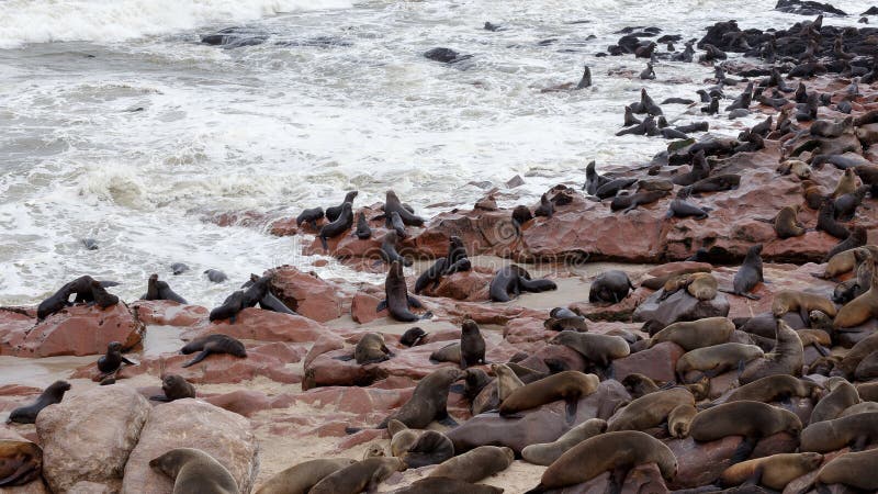Enorm koloni av den bruna pälsskyddsremsan - sjölejon i Namibia royaltyfria bilder Enorm koloni av den bruna pälsskyddsremsan - sjölejon i Namibia royaltyfria bilder