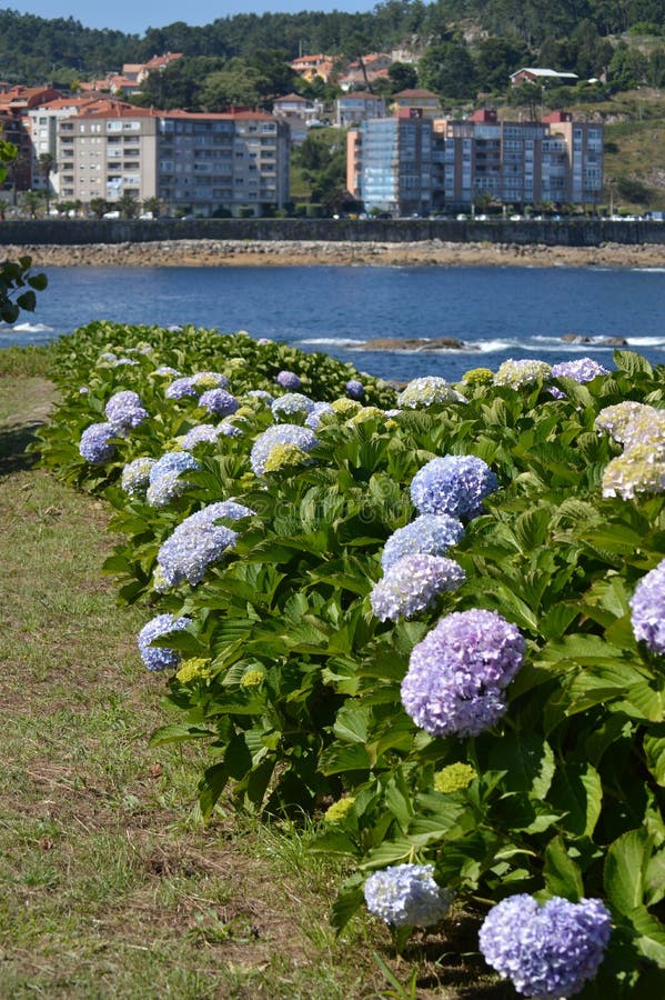 Enorma blåa blommor av vanlig hortensiaväxten i Bayonne Natur arkitektur, historia, lopp Augusti 16, 2014 Bayona Pontevedra, royaltyfri bild Enorma blåa blommor av vanlig hortensiaväxten i Bayonne Natur arkitektur, historia, lopp Augusti 16, 2014 Bayona Pontevedra, royaltyfri bild