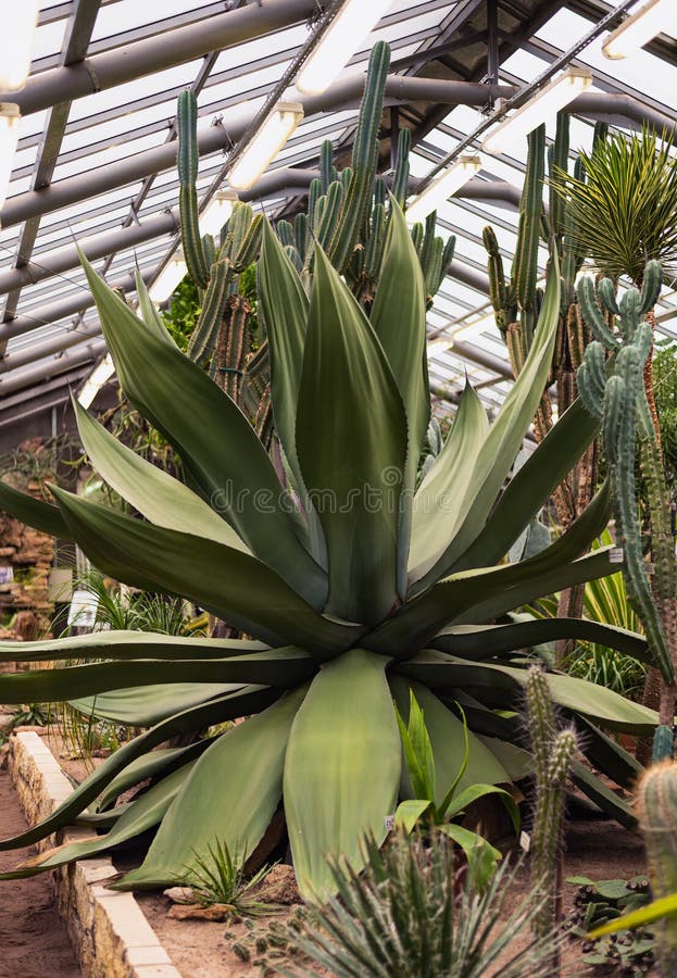 Enorme agave verde con grandes hojas frescas y muchos cactus grandes fotografía de archivo libre de regalías