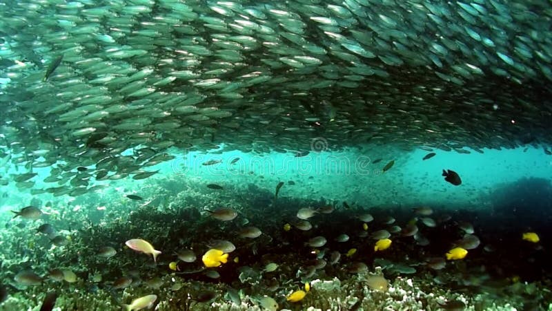 Enorme escuela de peces bajo el agua.