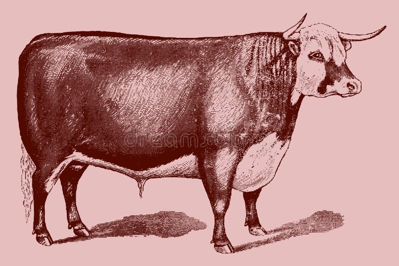 Enorme toro di hereford isolato sullo sfondo rosa chiaro royalty illustrazione gratis
