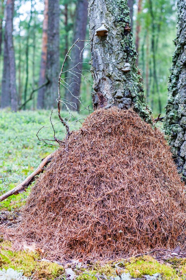 Enormer Hoher Ameisenhaufen Gemacht Von Den Trockenen Kiefernnadeln Im ...