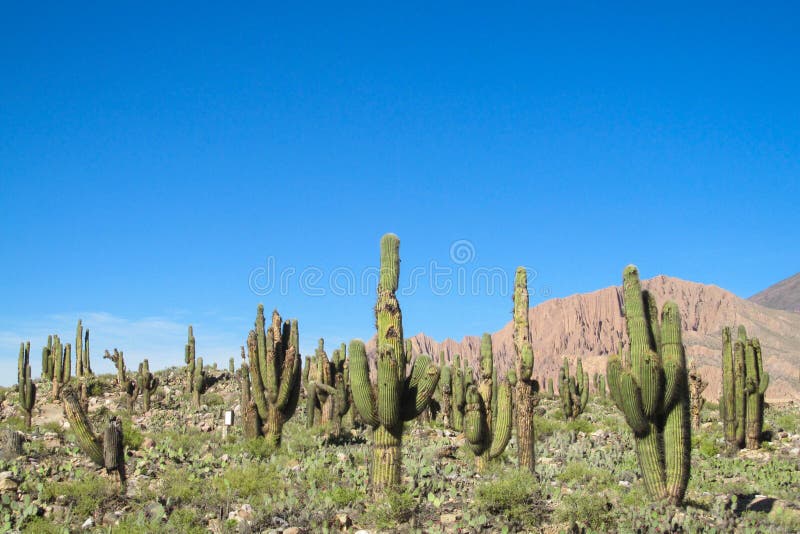 Enormous cactus valley in Argentina