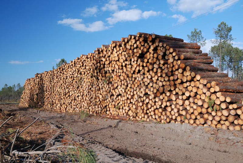 Enormous wood stack. Deforestation.