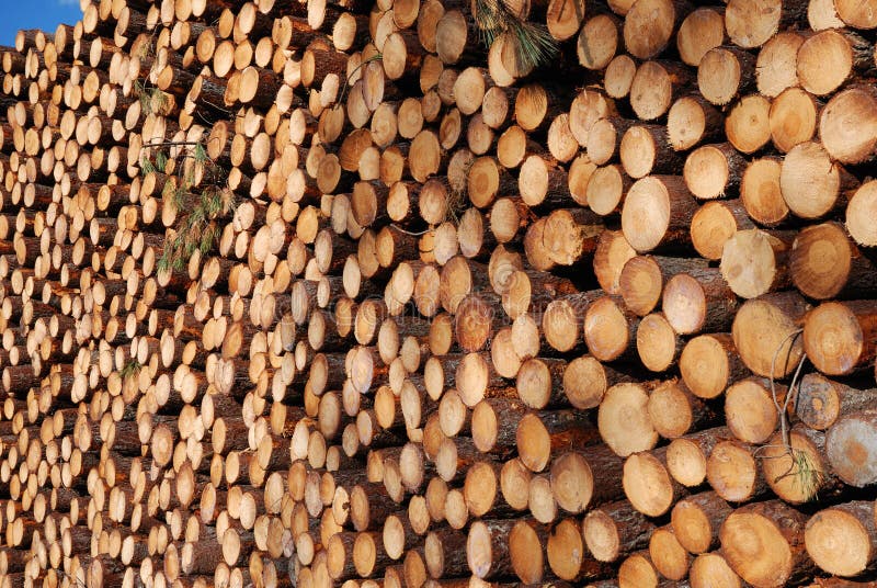 Enormous wood stack. Deforestation.