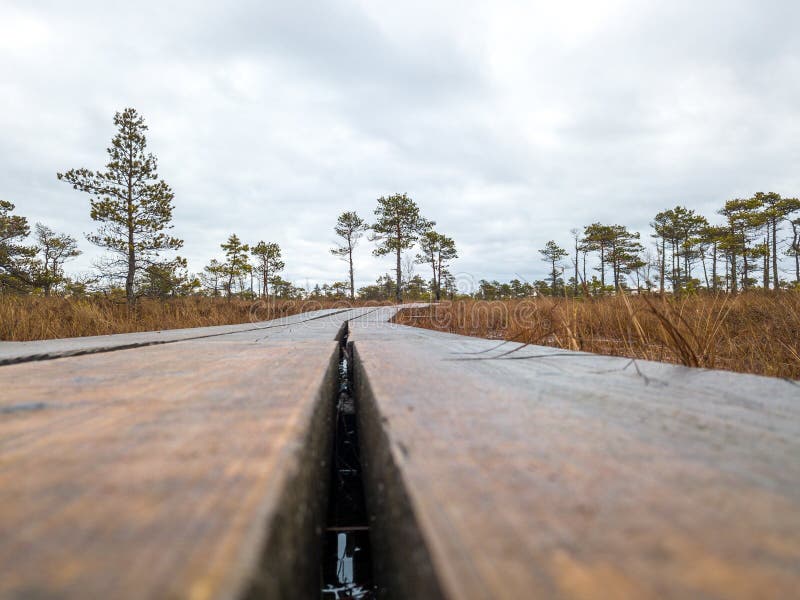Enormt träsk i Lettland royaltyfri bild Enormt träsk i Lettland royaltyfri bild