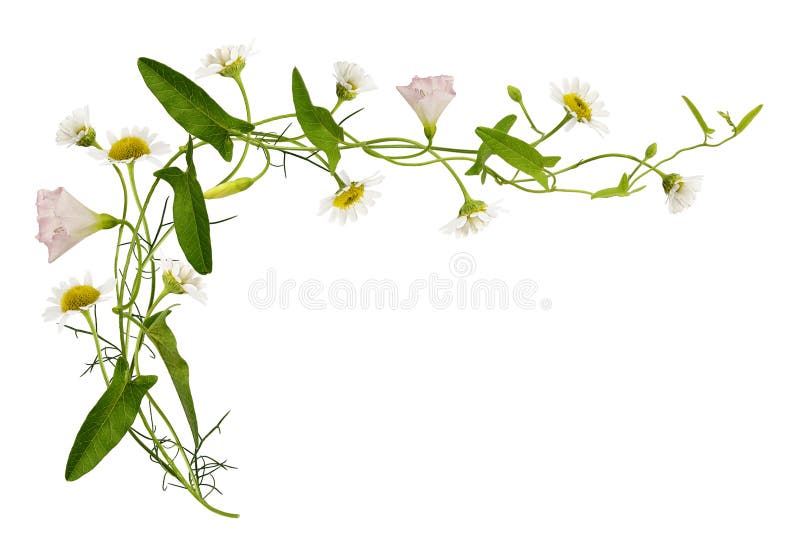 Enredadera Y Flores Y Hojas De La Margarita Imagen de archivo - Imagen de camomila, planta: 80743901 Enredadera Y Flores Y Hojas De La Margarita Imagen de archivo - Imagen de camomila, planta: 80743901