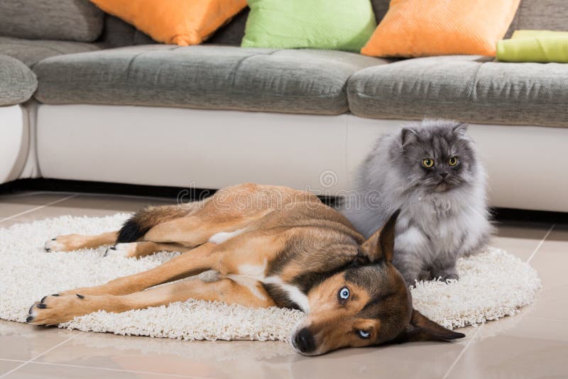 Enroué d'Alaska et un chat domestique se situant dans un salon image stock