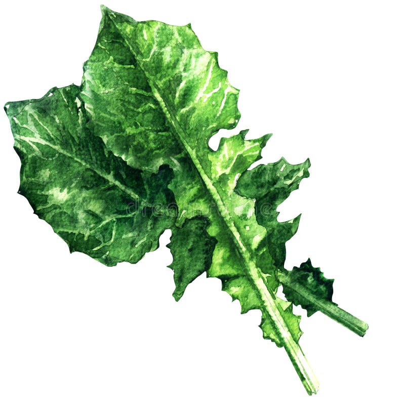 Ensalada de la achicoria, catalogna, endibia, hojas aisladas, ejemplo del verde de la acuarela fotos de archivo Ensalada de la achicoria, catalogna, endibia, hojas aisladas, ejemplo del verde de la acuarela fotos de archivo