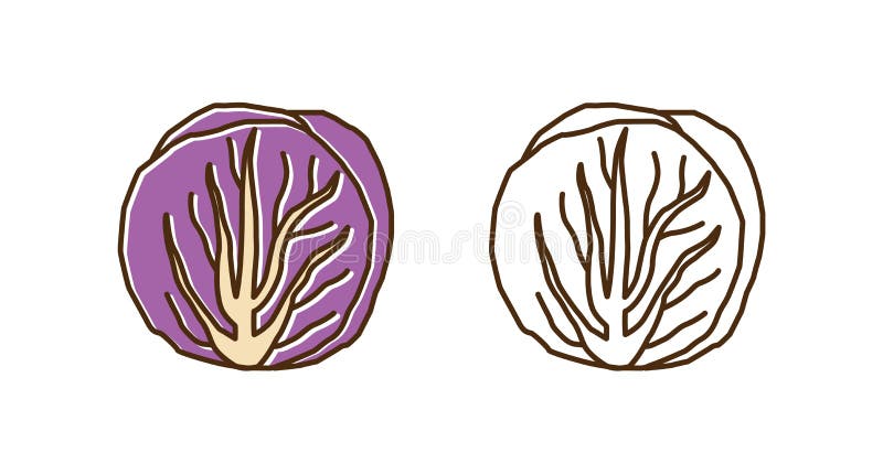 Ensalada de radicchio natural, fresca, colorida y monocromática, ambientada en estilo de arte lineal. repollo púrpura orgánico mad ilustración del vector