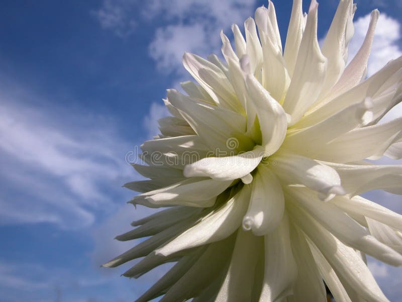 A single white flower on blue sunny sky. A single white flower on blue sunny sky.