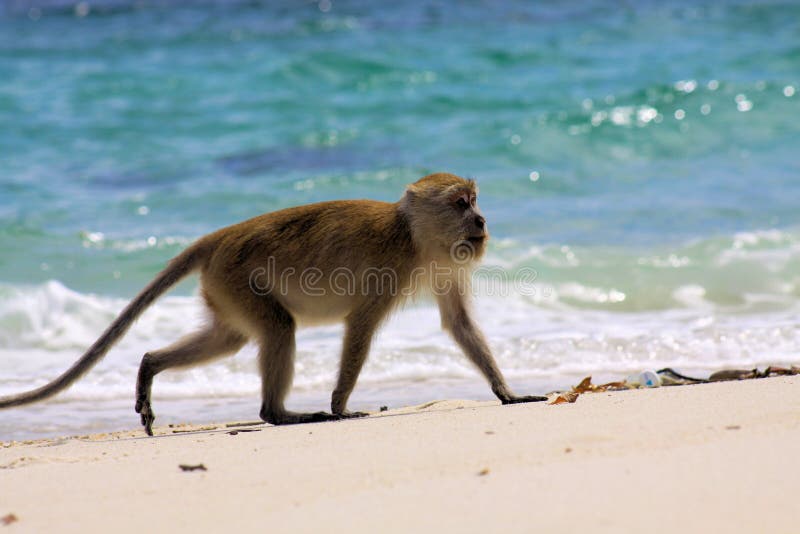 Ensam apakrabba som äter den långa tailed macaquen, Macacafascicularis som går på den avskilda stranden längs det grova blåa have arkivbild Ensam apakrabba som äter den långa tailed macaquen, Macacafascicularis som går på den avskilda stranden längs det grova blåa have arkivbild