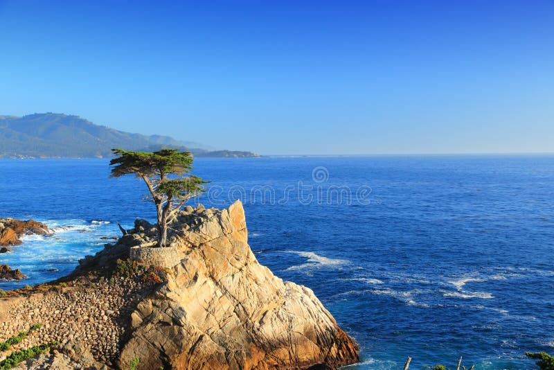 Ensam cypress, Kalifornien royaltyfria foton