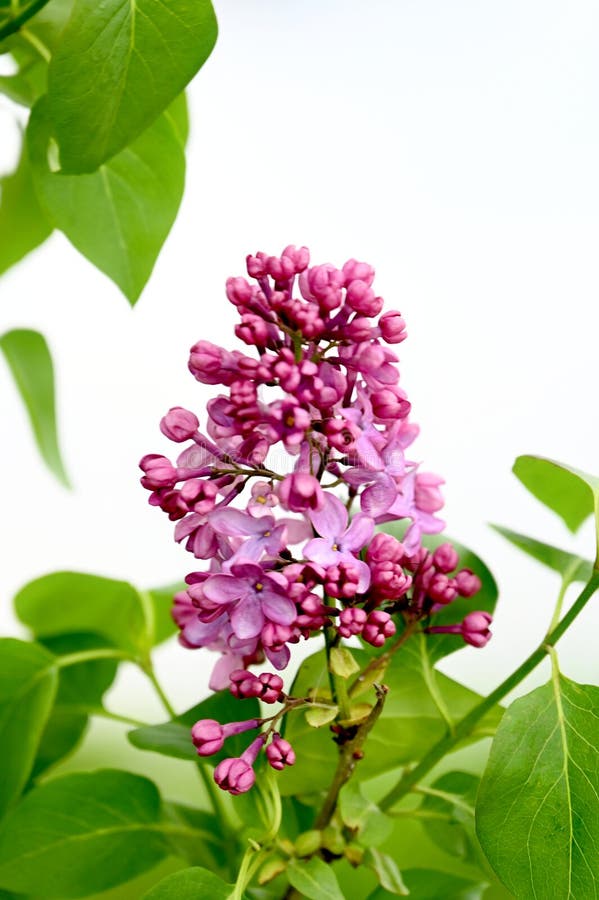 Ensam lilac-bloom royaltyfria foton