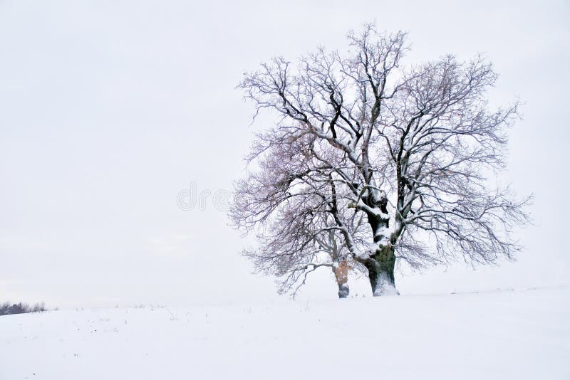 Ensam majestätisk ek i vinter arkivfoto Ensam majestätisk ek i vinter arkivfoto