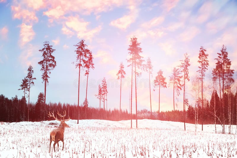 Ensam nobel hjortpost med stora horn mot felik skog för vinter på solnedgången arkivbilder Ensam nobel hjortpost med stora horn mot felik skog för vinter på solnedgången arkivbilder