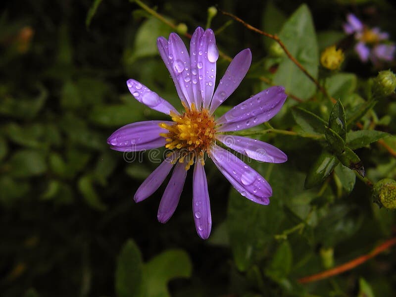 Download Ensam regn fotografering för bildbyråer. Bild av blomma - 29631