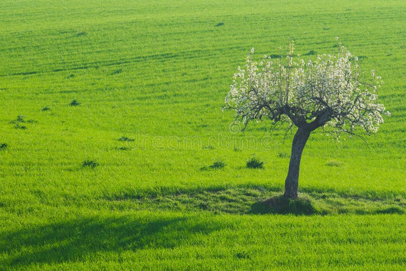Ensam träd i blomning på våren i ett grönt fält. arkivbild