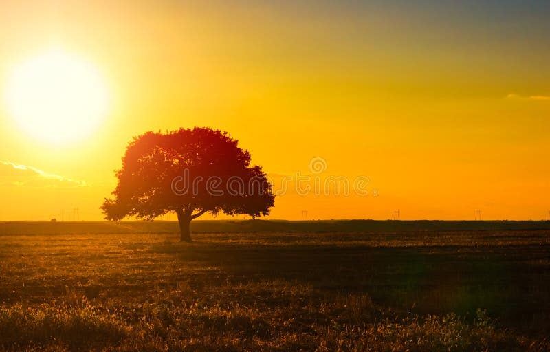 Ensam öppen silhouettetree för fält