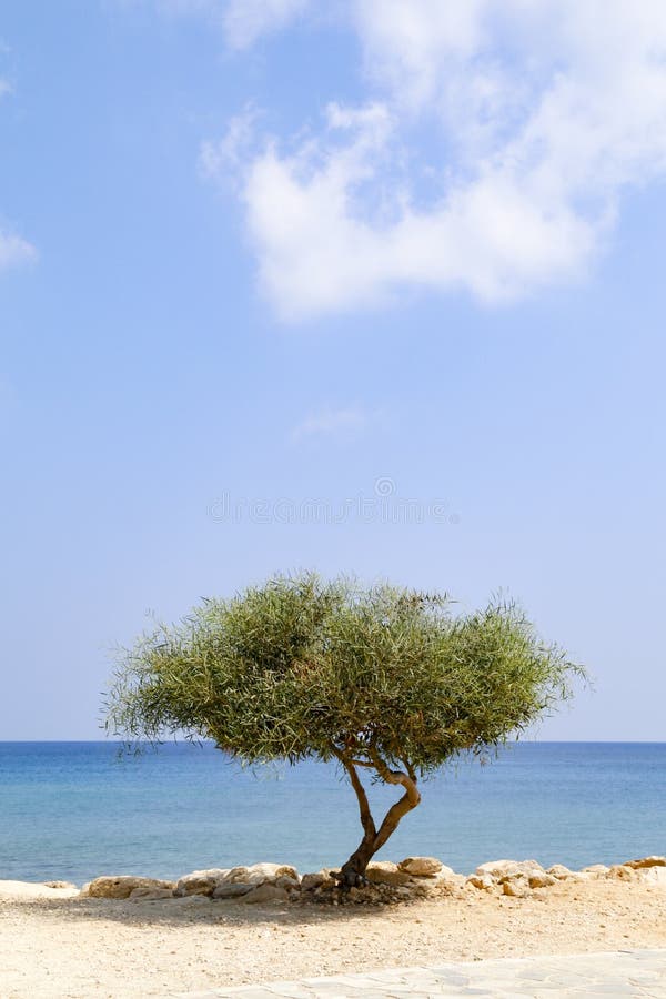 Ensamt tr?d bredvid havet p? solig dag med bl? himmel fotografering för bildbyråer Ensamt tr?d bredvid havet p? solig dag med bl? himmel fotografering för bildbyråer