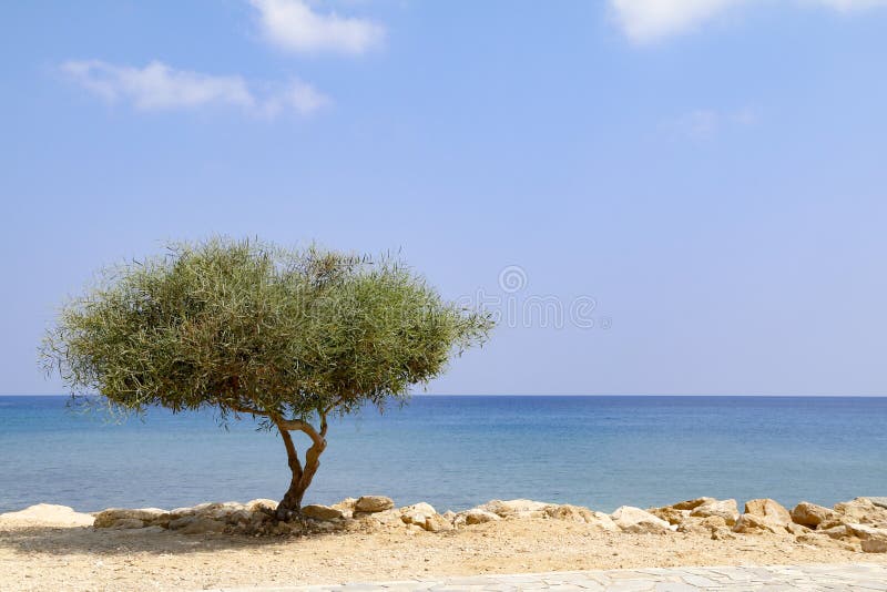 Ensamt träd bredvid havet på solig dag med blå himmel arkivfoton Ensamt träd bredvid havet på solig dag med blå himmel arkivfoton