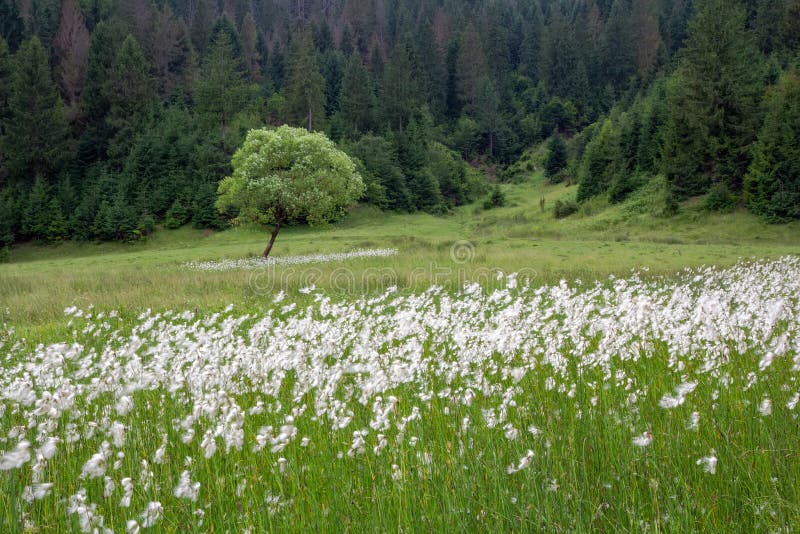 Ensamt träd i en äng med smalt leaved bomullsgräs för blomning, sommarbakgrund fotografering för bildbyråer Ensamt träd i en äng med smalt leaved bomullsgräs för blomning, sommarbakgrund fotografering för bildbyråer