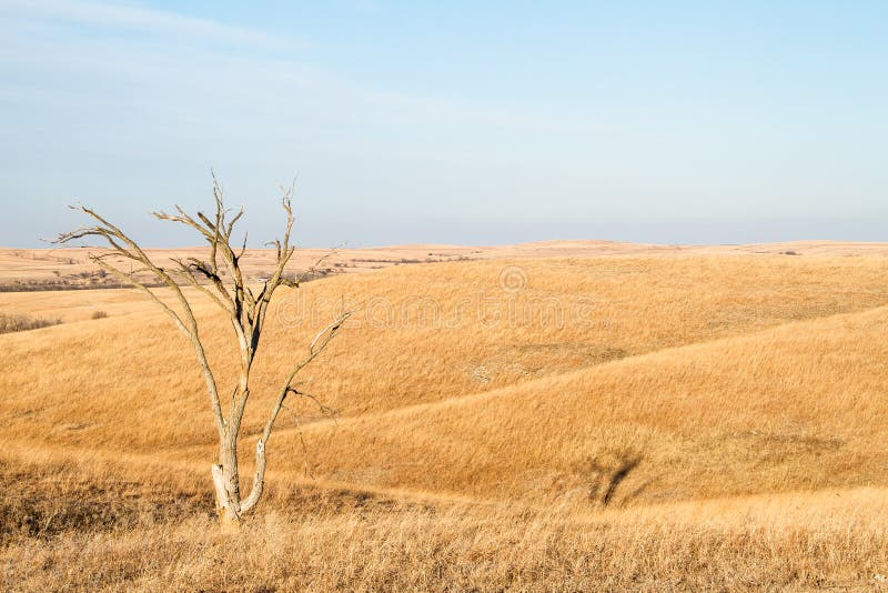 Ensamt träd i Flint Hills av Kansas royaltyfria bilder