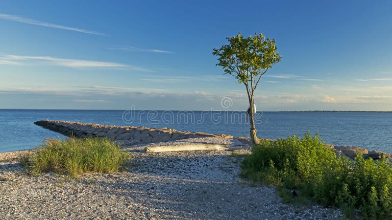 Ensamt träd på en panorama- skyddsmur mot havet arkivfoto Ensamt träd på en panorama- skyddsmur mot havet arkivfoto