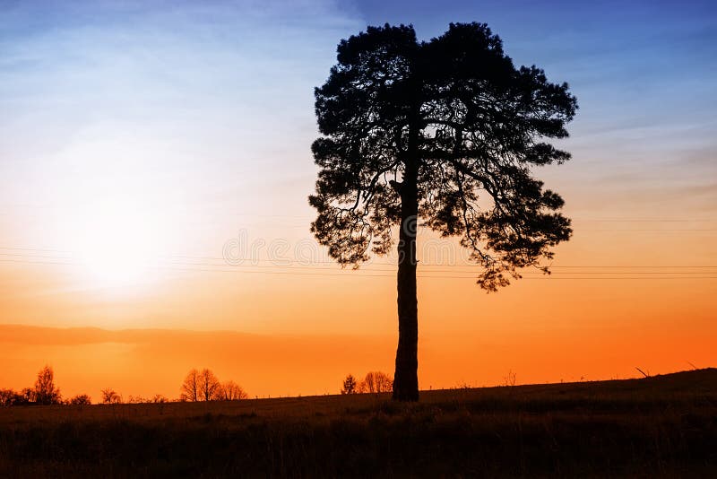 Ensamt träd på solnedgången
