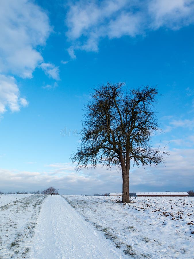 Ensamt äppleträd i snön arkivbild Ensamt äppleträd i snön arkivbild