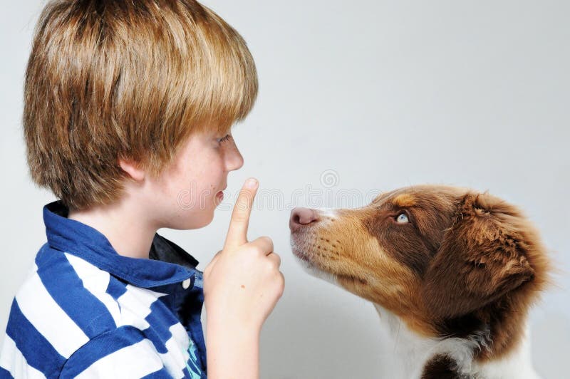 Enseignement de chien image stock Enseignement de chien image stock