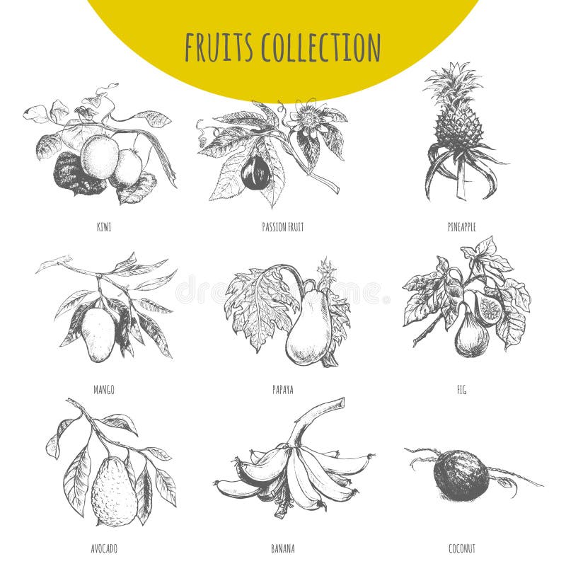 Ensemble botanique de croquis d'illustration de vecteur exotique de fruits