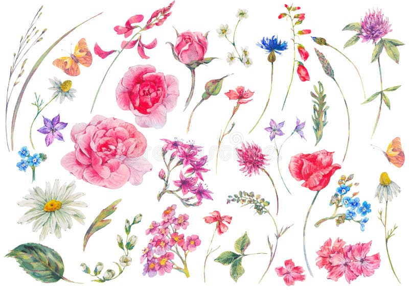 Ensemble d'aquarelle d'éléments naturels d'été floral de vintage illustration libre de droits Ensemble d'aquarelle d'éléments naturels d'été floral de vintage illustration libre de droits