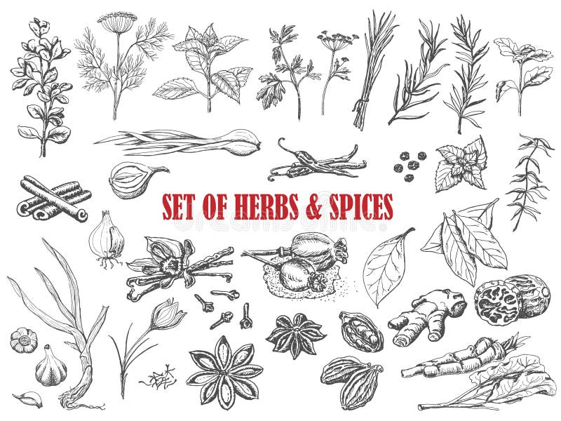 étiquette Vectorielle D'épices Et D'herbes Pour Pot De Cuisine Illustration  de Vecteur - Illustration du romarin, choc: 257119473