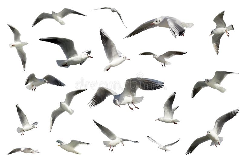 Ensemble d'oiseaux de vol blancs d'isolement. mouettes image stock Ensemble d'oiseaux de vol blancs d'isolement. mouettes image stock