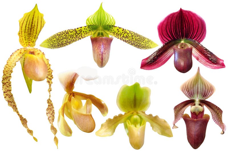 Ensemble d'orchidée de Paphiopedilum d'isolement image stock Ensemble d'orchidée de Paphiopedilum d'isolement image stock