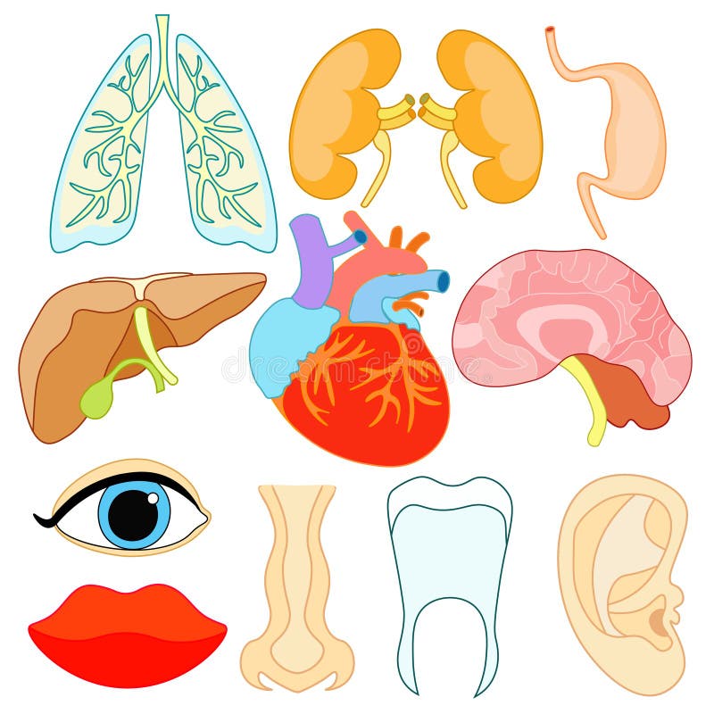 Ensemble d'organes dans le corps humain et le visage Vecteur Illustratio illustration libre de droits Ensemble d'organes dans le corps humain et le visage Vecteur Illustratio illustration libre de droits