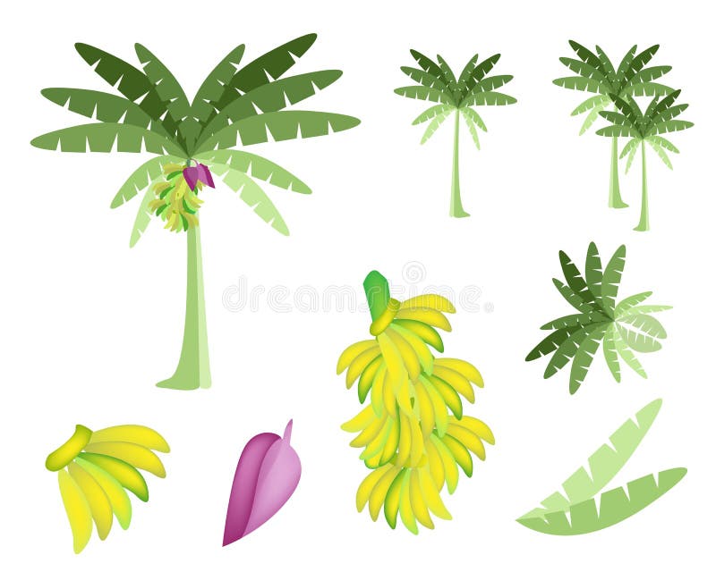 Ensemble de bananier avec les bananes et la fleur illustration de vecteur Ensemble de bananier avec les bananes et la fleur illustration de vecteur