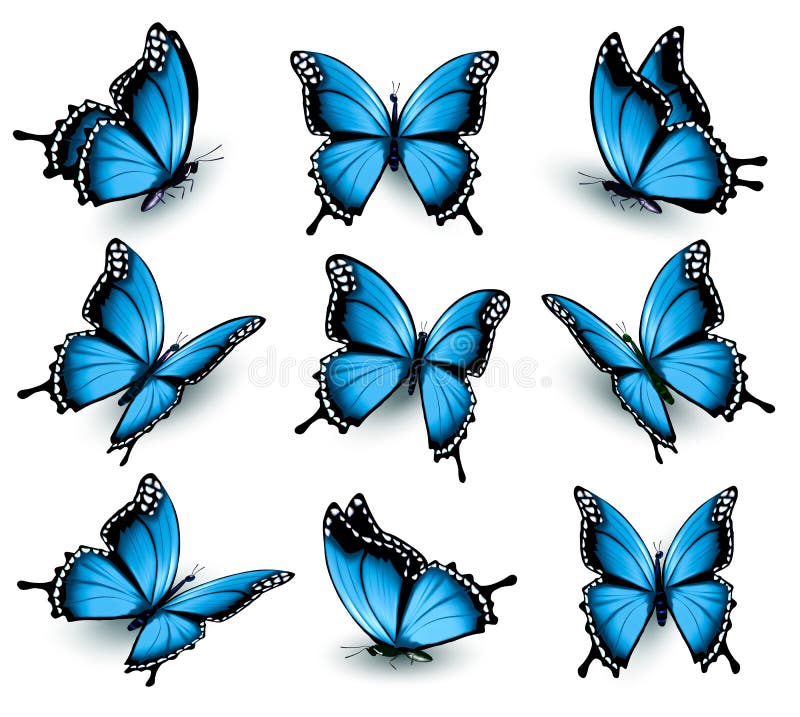 Ensemble de beaux papillons bleus