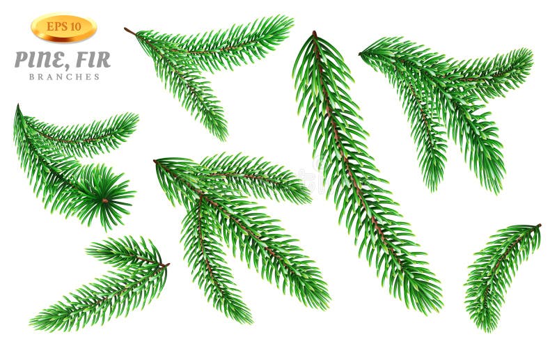 Ensemble de branches d'arbre d'isolement de pin ou de sapin illustration de vecteur Ensemble de branches d'arbre d'isolement de pin ou de sapin illustration de vecteur
