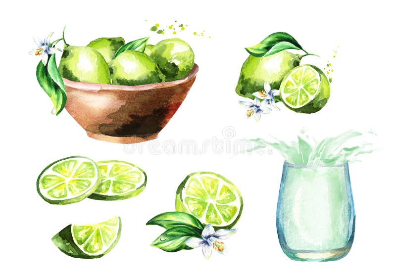 Ensemble de chaux Illustration tirée par la main d'aquarelle illustration de vecteur Ensemble de chaux Illustration tirée par la main d'aquarelle illustration de vecteur