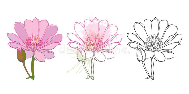 Ensemble de contour Fleur Bitterroot ou Lewisia rediviva en noir et rose pastel isolé sur fond blanc. illustration stock